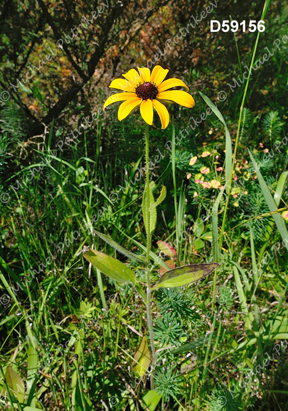 Black-eyed Susan (Rudbeckia hirta)